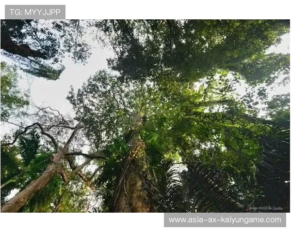 斯里兰卡投球手刷新纪录,全场焦点,斯里兰卡运动